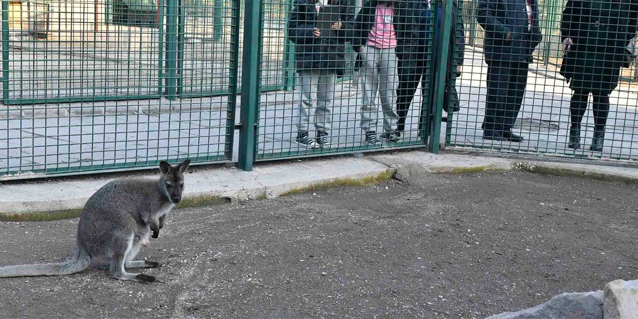 Ankara Büyükşehir Belediyesi parklarında dünyaya gelen yavru lama ve albino kangurular yoğun ilgi gördü