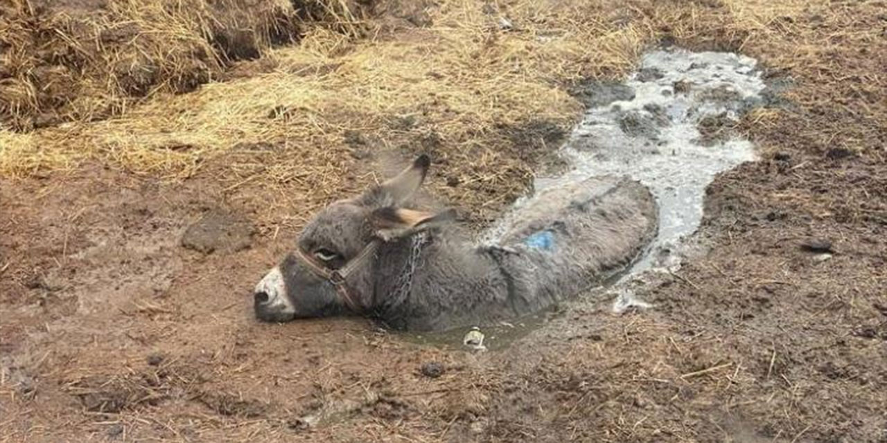 Akyurt'ta bataklığa saplanan eşek ekiplerce kurtarıldı