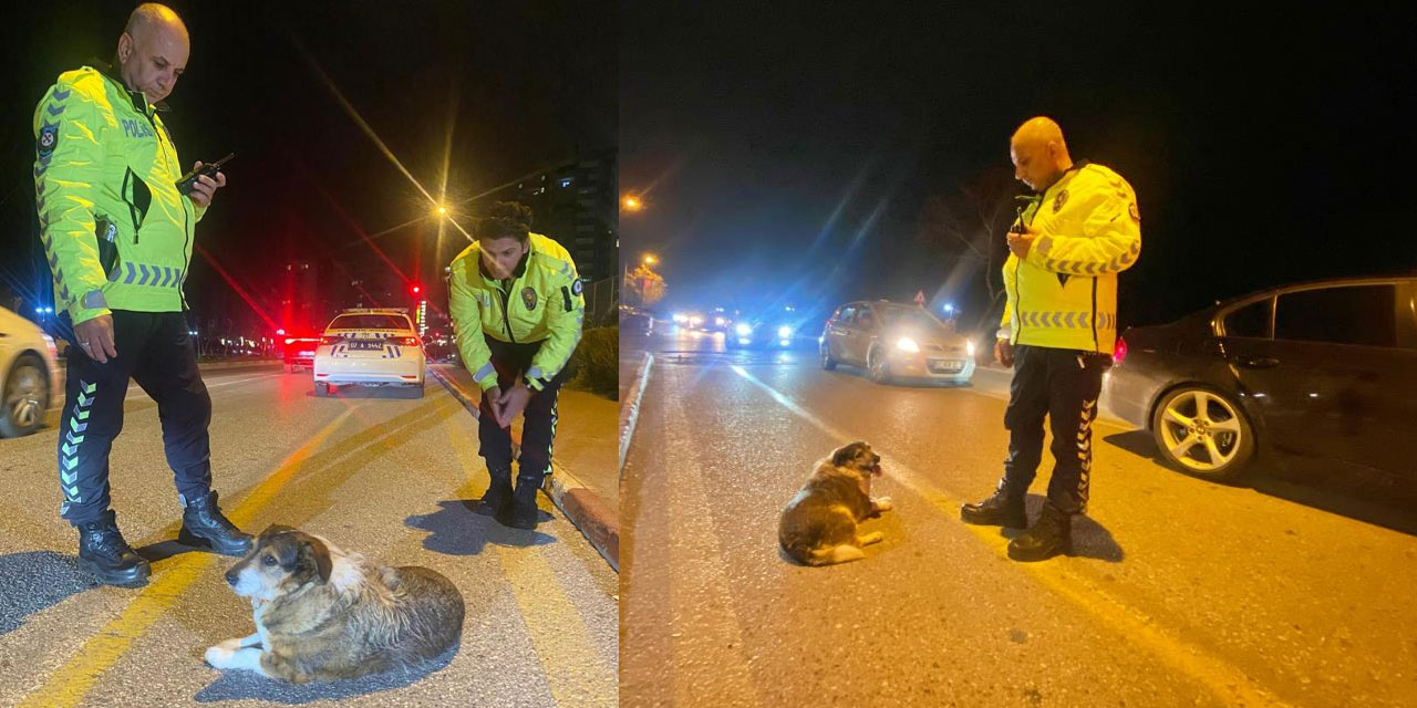 Trafik polisleri, yaralı sokak köpeğinin başında nöbet tuttu!