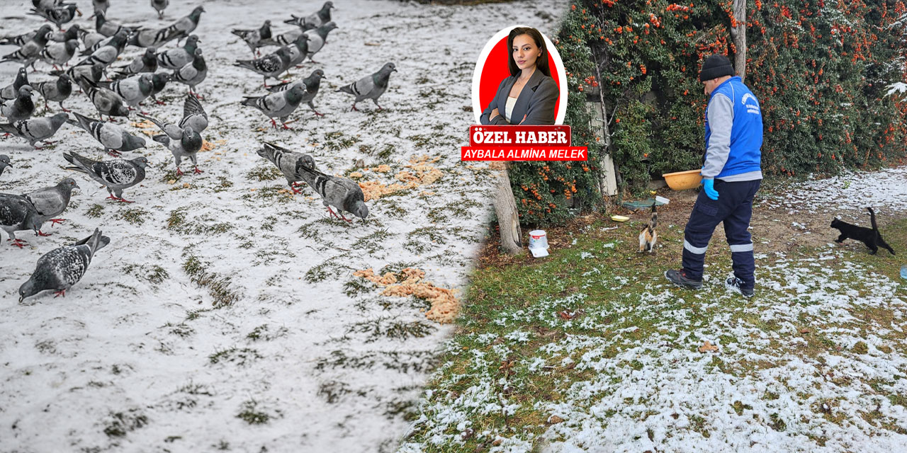 Ankara'da kar yağışı ve soğuk havalar devam ederken sokak hayvanları da unutulmadı!