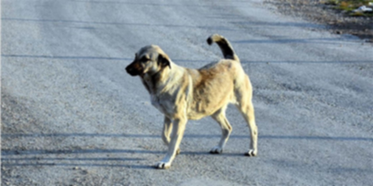 Ankara'da bir şahıs kendisine saldırdığını iddia ettiği köpeği darp etti