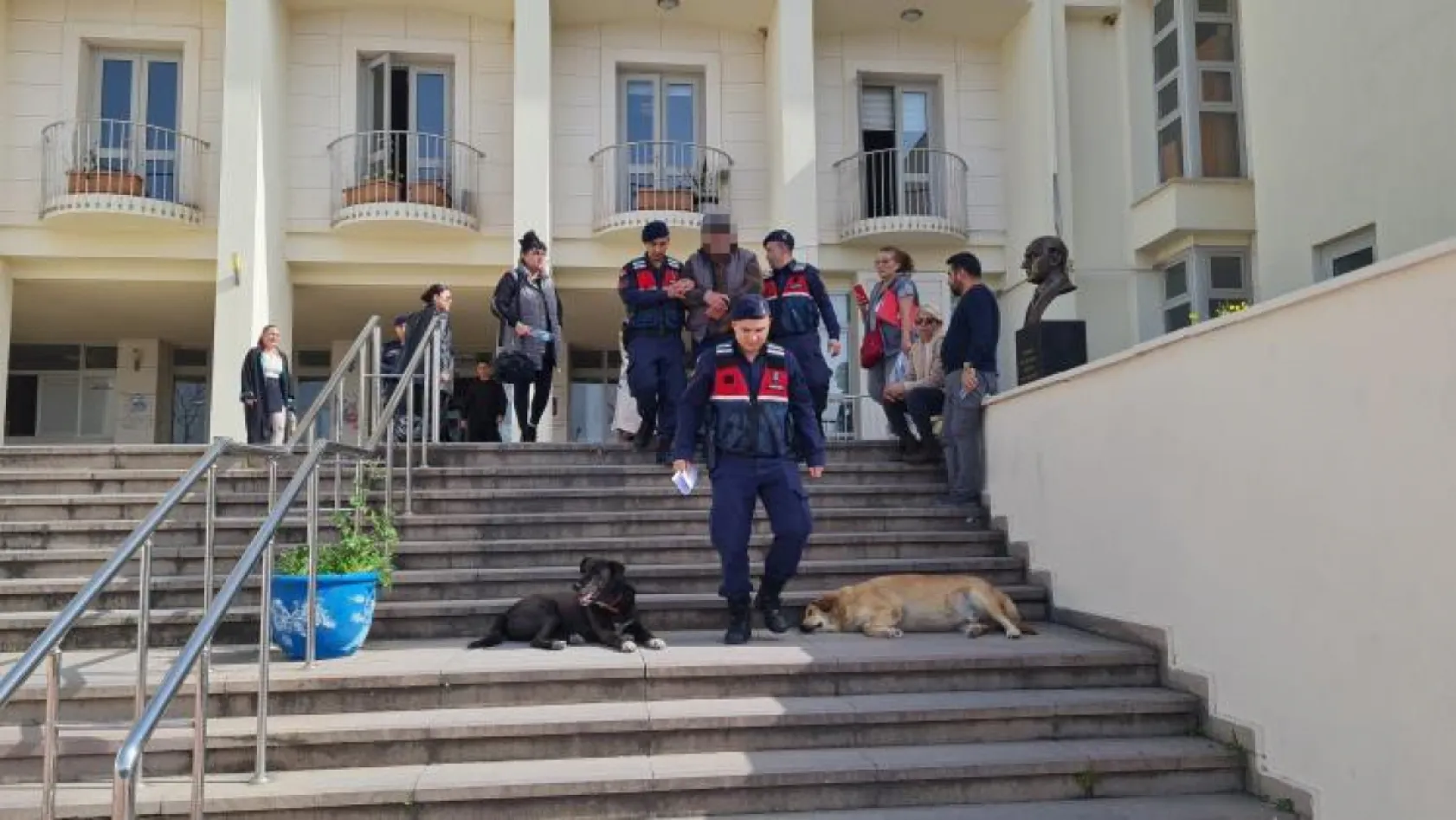 Bodrum'da hayvan katili tutuklandı