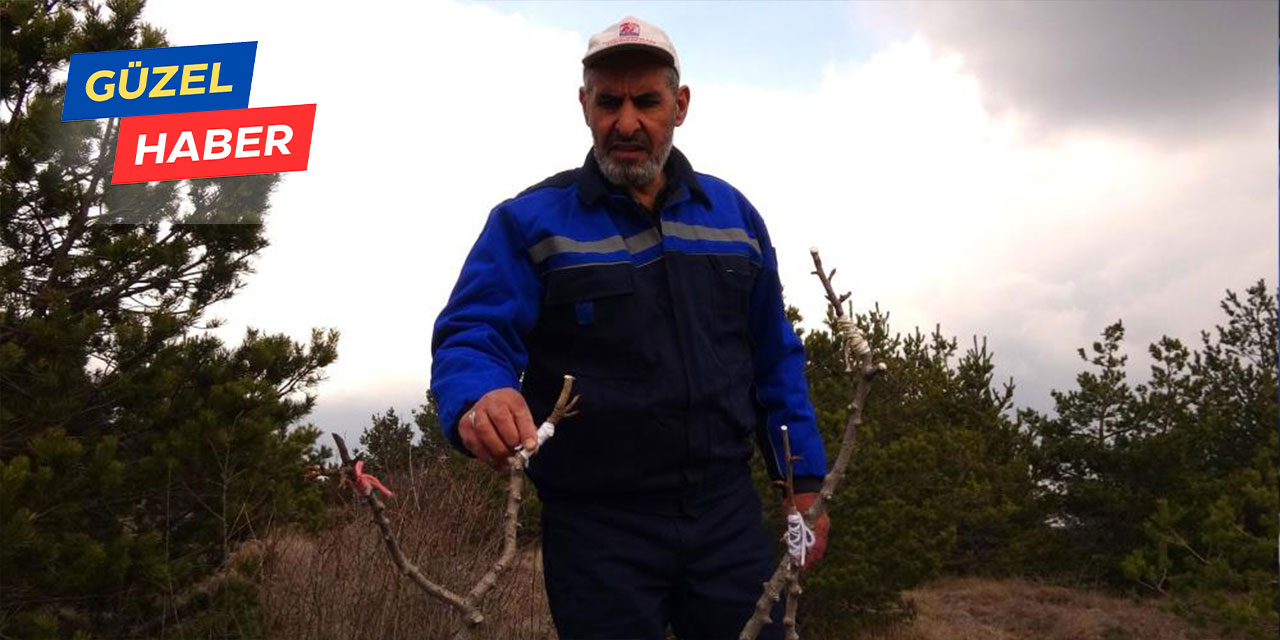 Yozgat'ta emekli olan vatandaş 9 yıldır yabani ağaçları aşılıyor