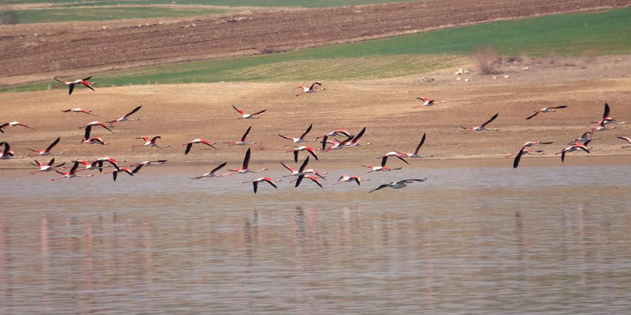 Flamingolar Gelingüllü Barajını renklendirdi