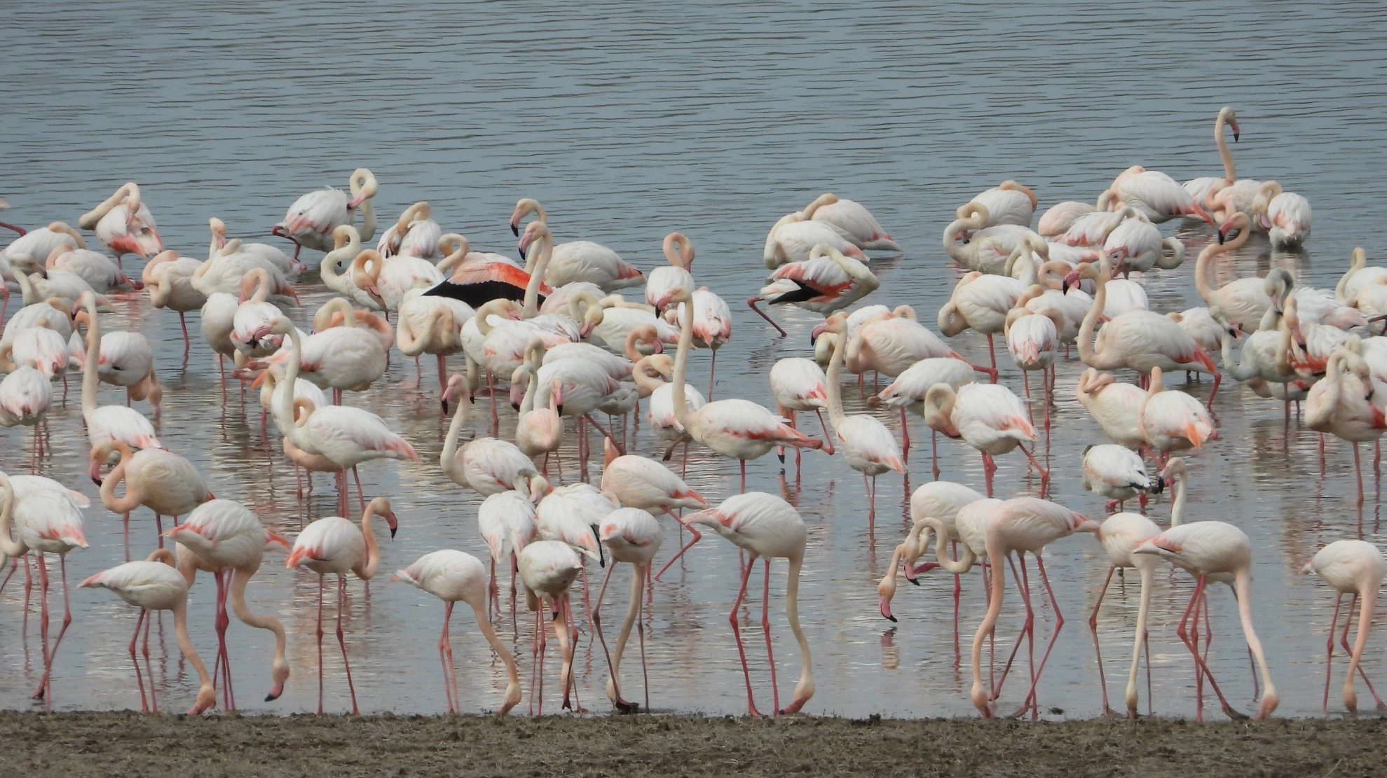 Flamingolar, küresel ısınma yüzünden erken geldi