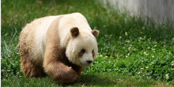 Kahverengi pandaların genetik yapısı çözüldü