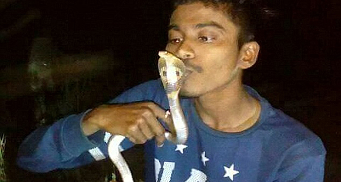 Kurtardığı kobrayı öperken öldü