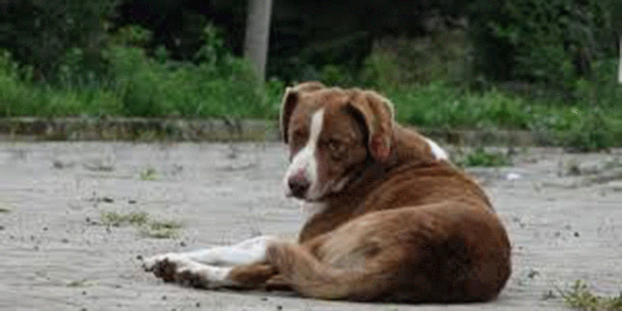 İzmir'de belediye barınağında 'köpek katliamı' iddiası: Onlarca köpek zehirlendi!