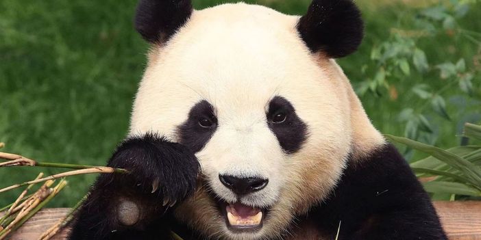 Panda Fubao'nun  Çin yolculuğu başladı