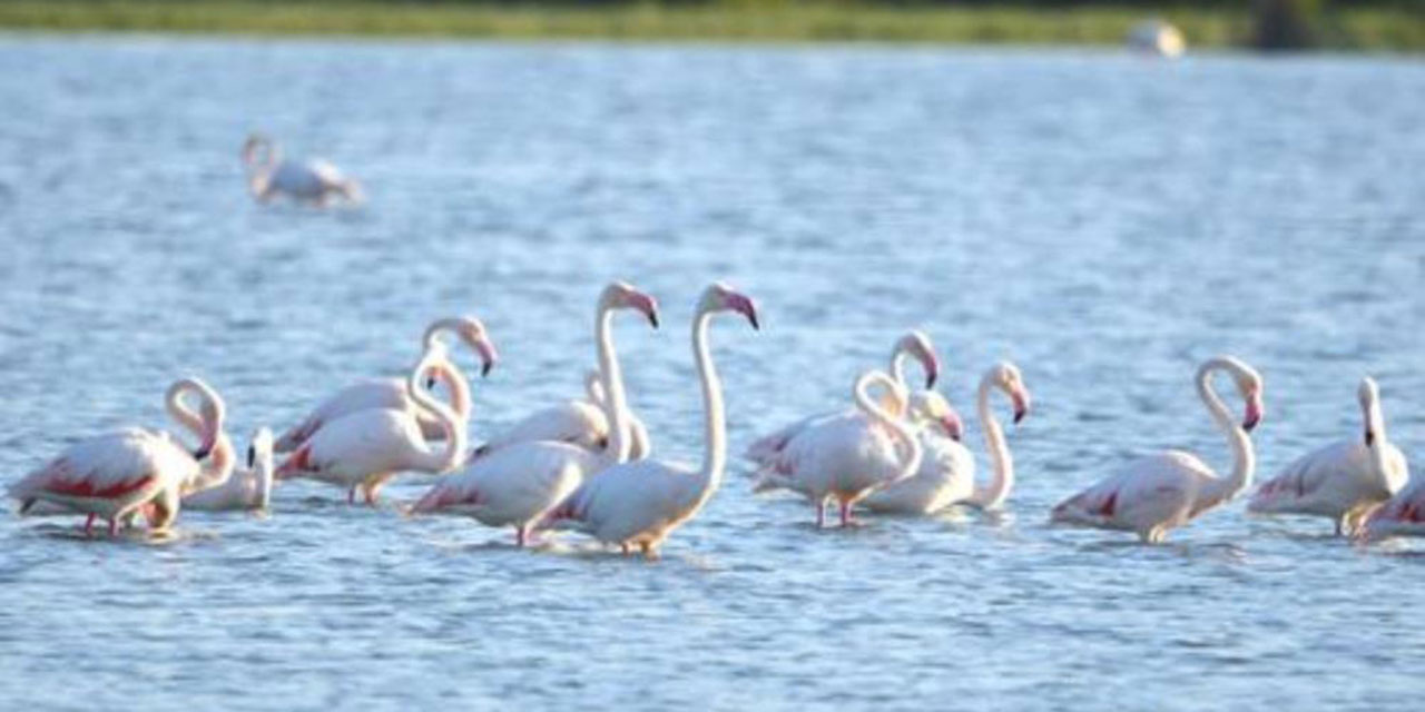 Pembe kanatlı flamingoların göç durağı Konya