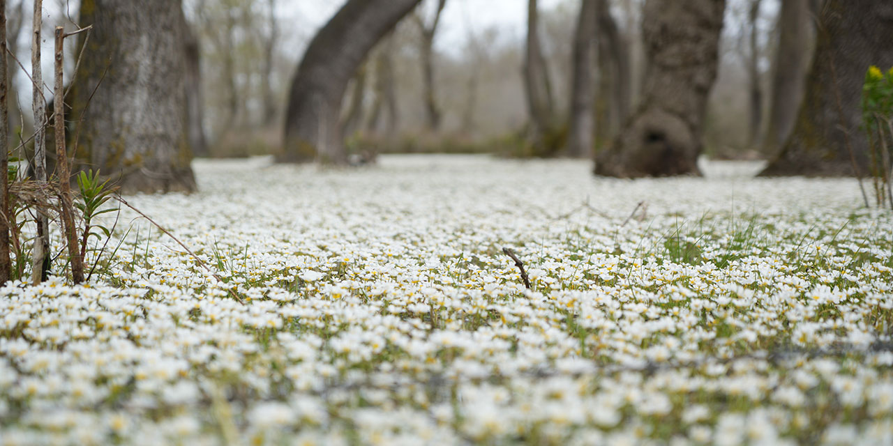 Büyüleyici bir mekan: Kızılırmak Deltası Kuş Cenneti çiçek açtı