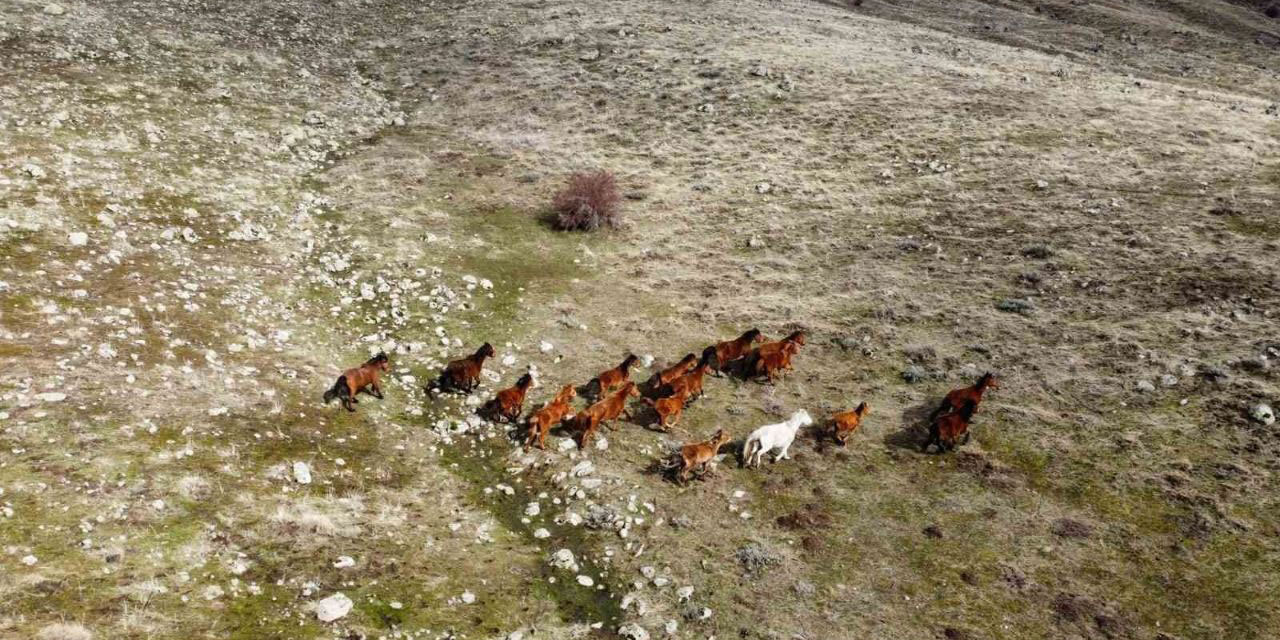 Çankırı'daki Yapraklı Yaylası  yılkı atlarıyla doğaseverlerin ilgisini çekiyor