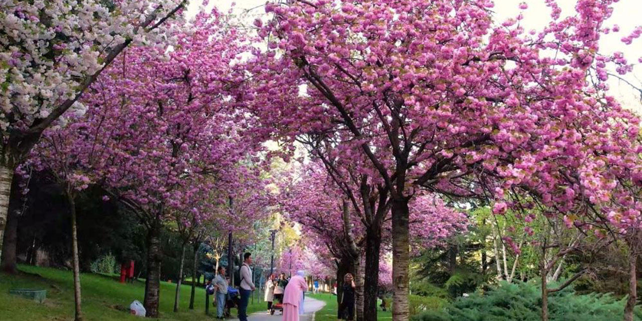 Sakura ağaçları Ankara'da çiçek açtı