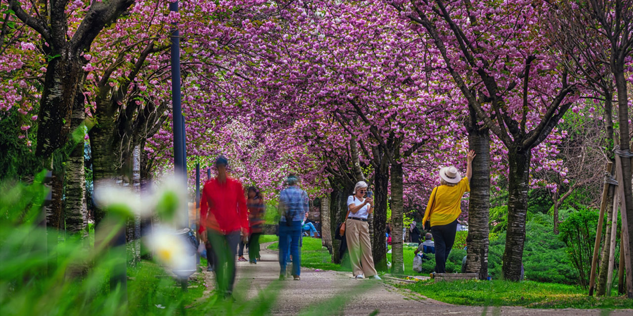 Başkentte çiçek açan Sakura ağaçları büyülüyor