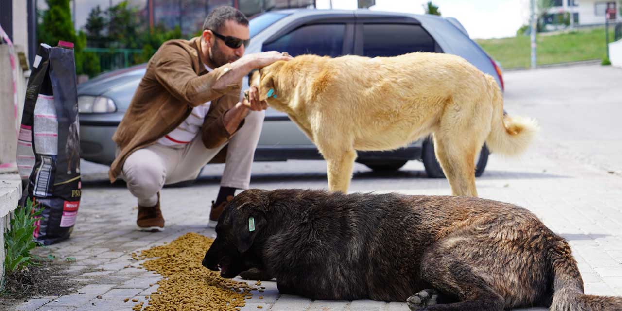 Ankara'da o işletme tüm gelirini sokak hayvanlarına bağışlıyor!