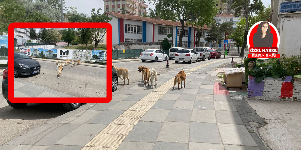Ankara'da başıboş sokak köpekleri Başkentlilerin korkulu rüyası oldu!