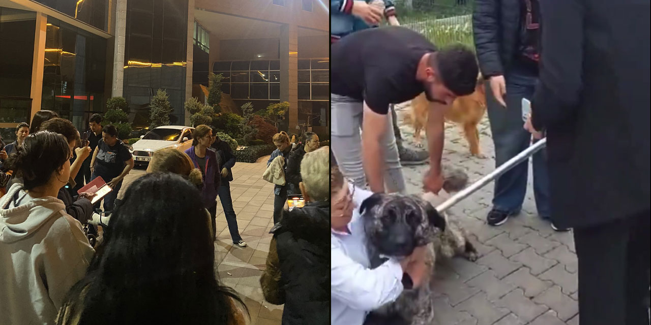 Ankara'nın Gölbaşı ilçesinde sokak köpeklerinin toplanması arbedeye sebep oldu: Hayvanseverler Gölbaşı Belediyesi önünde eylemde