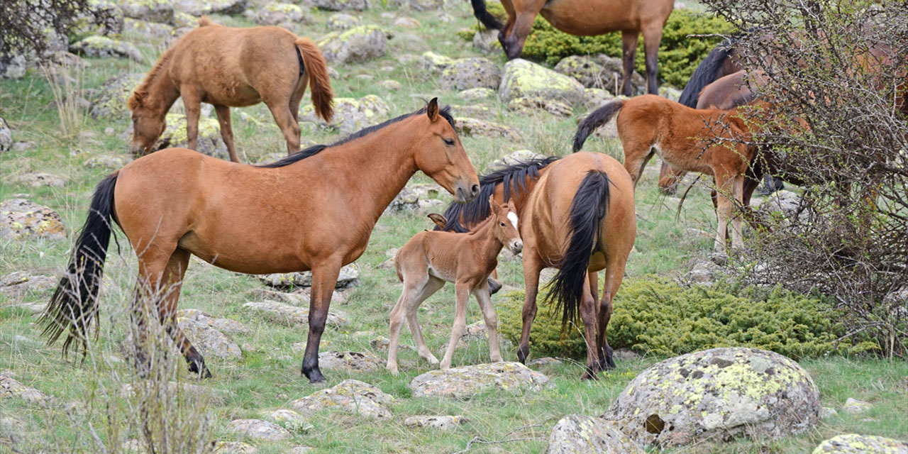 Ankara'nın Beypazarı ilçesinde  yılkı atları görüldü