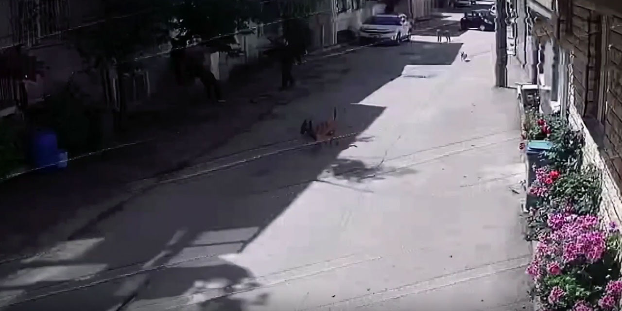 Bursa'da sahipsiz sokak köpekleri 2 çocuğu yaraladı