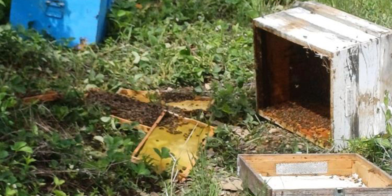 Çankırı'da köye inen ayı arı kovanlarını parçaladı!