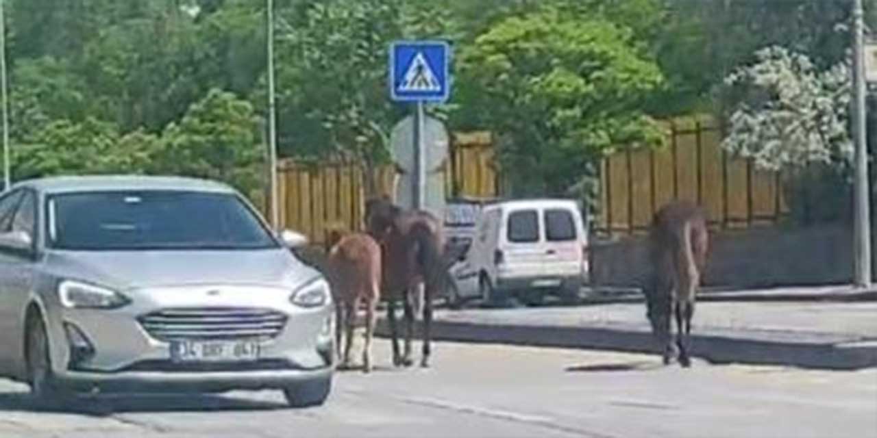 Sokak ortasındaki sahipsiz atlar trafiği kitledi!