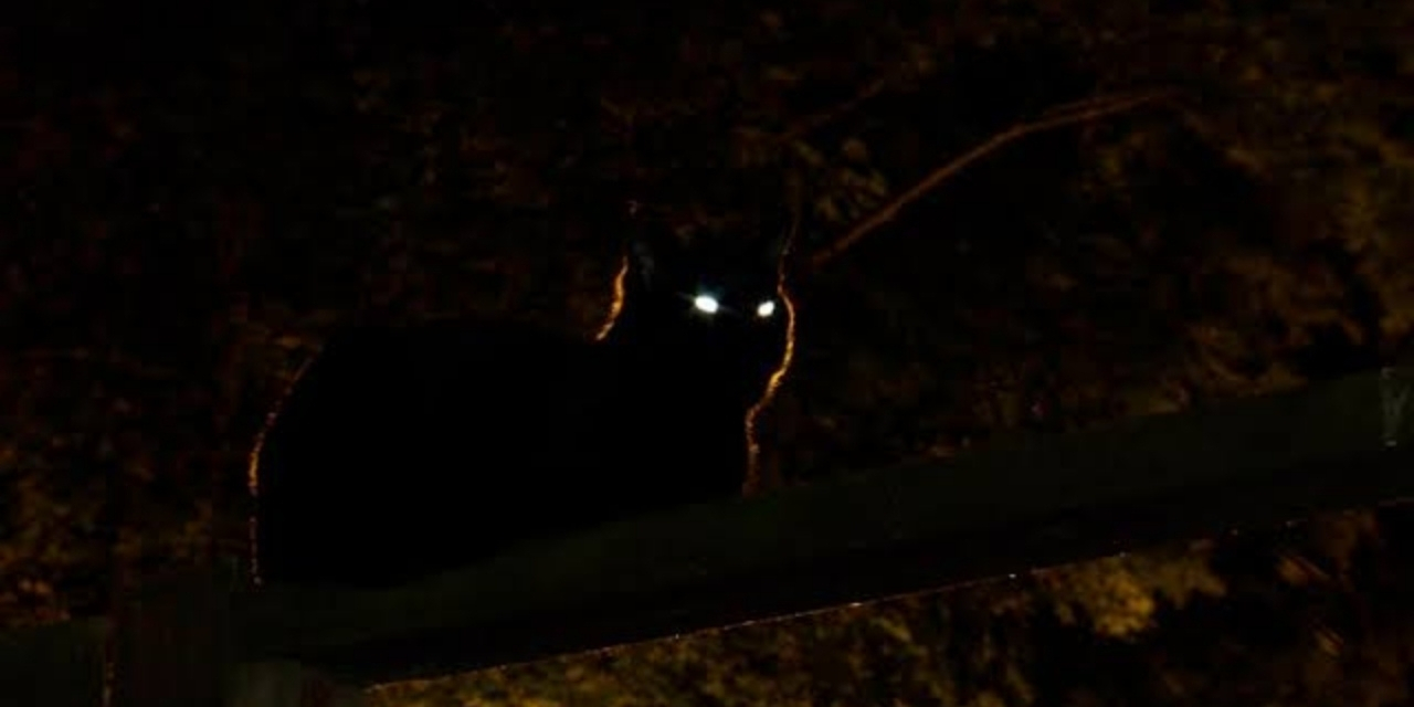 Kedilerin gözleri karanlıkta neden parlar?