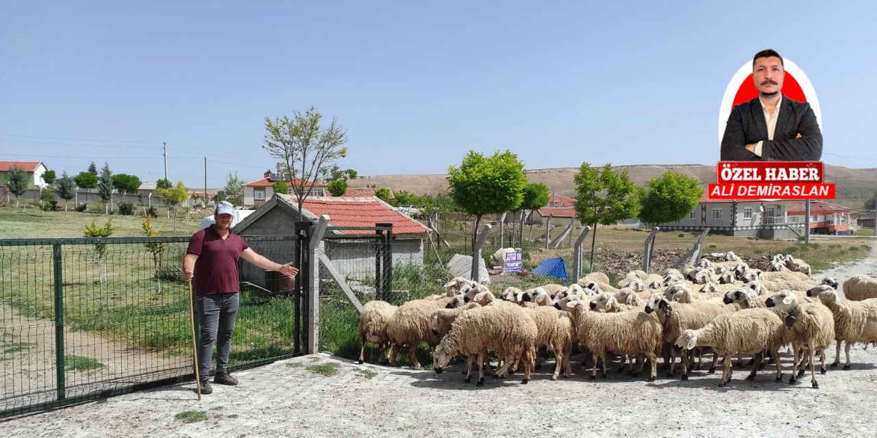 Artan maliyetler hayvancılığı bitiriyor!