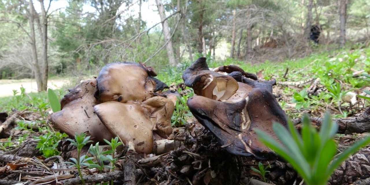 Uzmanlar uyarıyor: Mantar zehirlenmelerine dikkat!