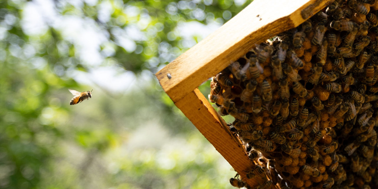 Ankara'da arıların tatlı telaşı başladı