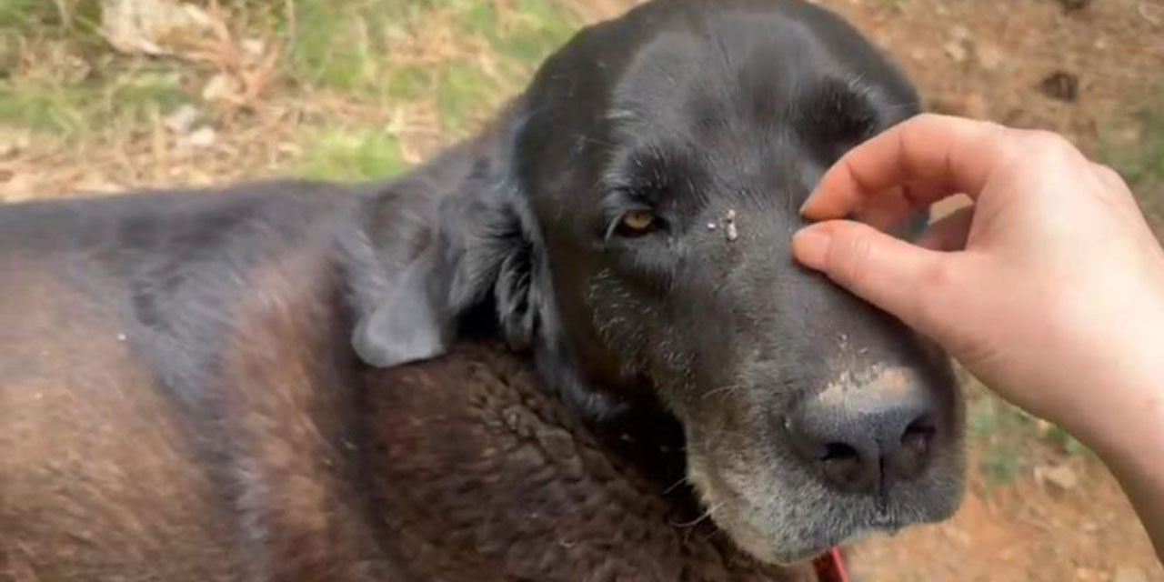 Gölbaşı'nda sürücü uyuyan köpeği ezdi!