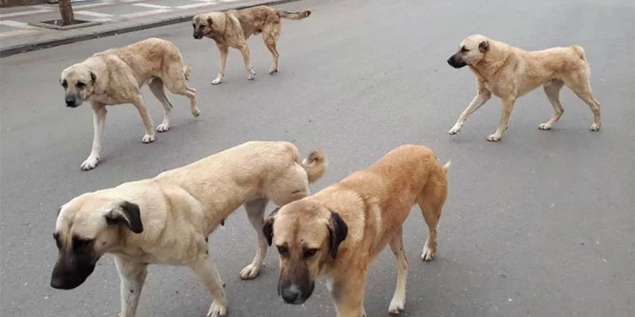 Sokak hayvanlarının uyutulması ne anlama geliyor?