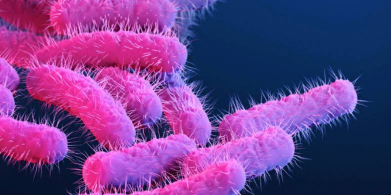 Mikrobiyom ve bağışıklık sistemi: Bağırsak sağlığının önemi