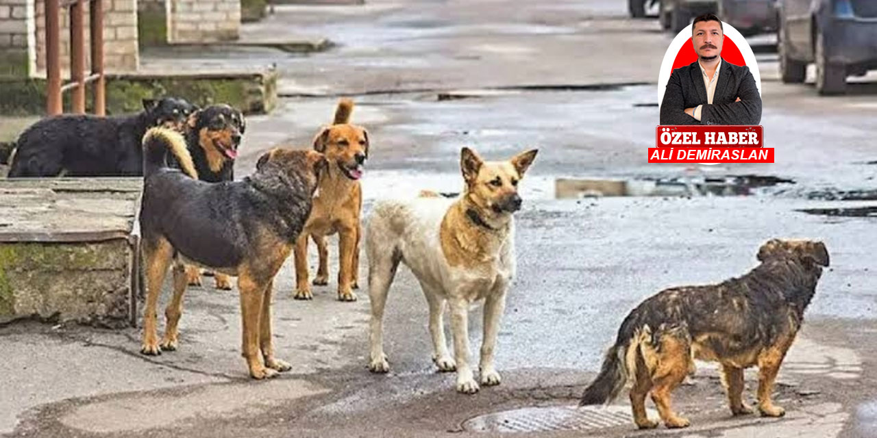 Ankara'daki belediye başkanları hayvan katliamına ne dedi?