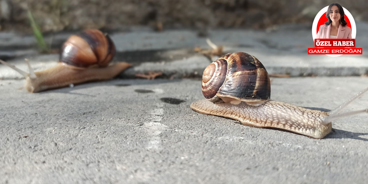 Karadeniz değil Ankara: Salyangozlar güneşin keyfini çıkardı!