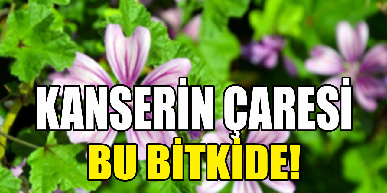 Uzmanlar açıkladı: Kanserin çaresi ebegümeci mi?