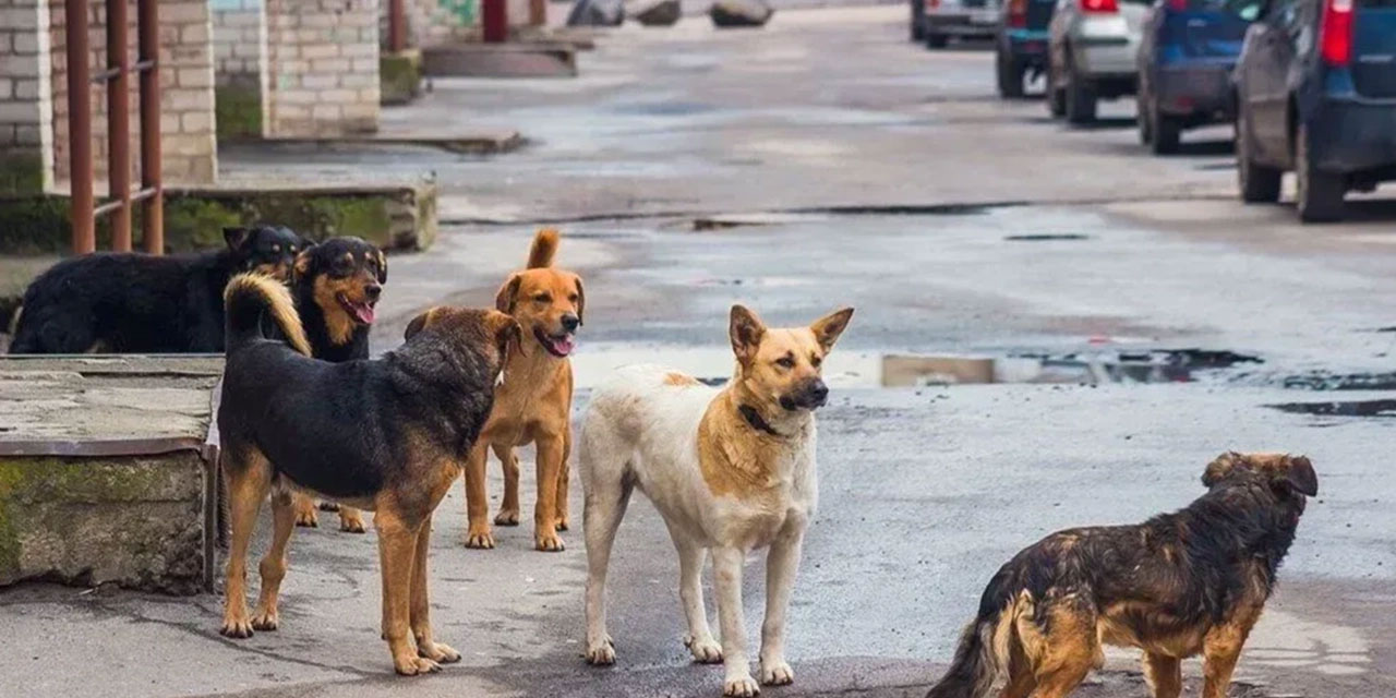 AK Parti'den sokak köpekleri düzenlemesi açıklaması: "Bizim merhamet iklimimize uygun olarak..."