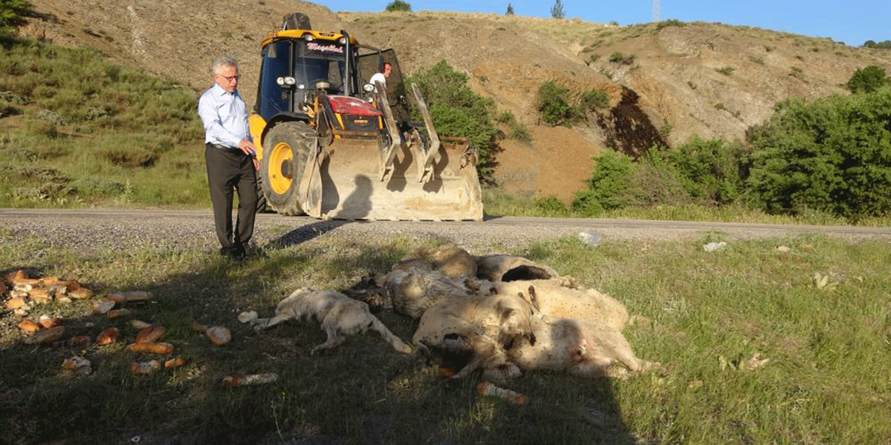 Yozgat'ta vahşet! 20'den fazla sahipsiz köpeği zehirlediler!