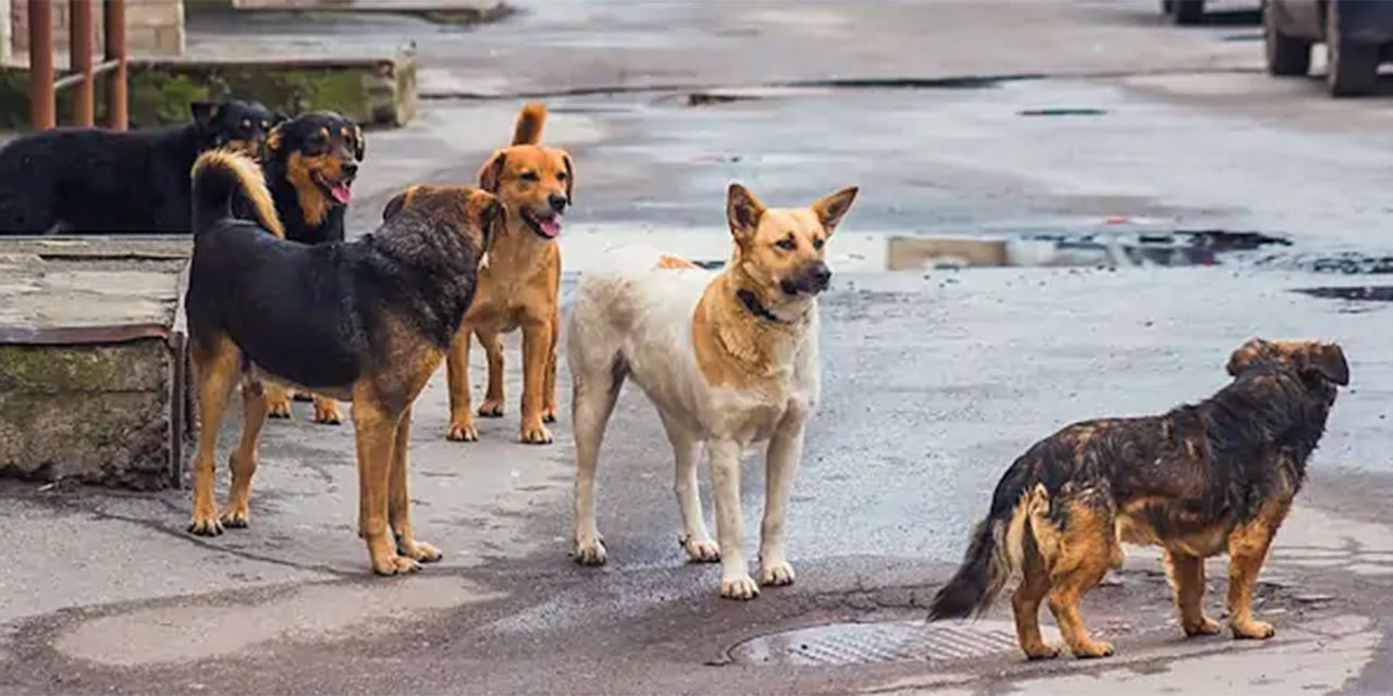 Sahipsiz köpekler 50 tavuğu öldürdü!