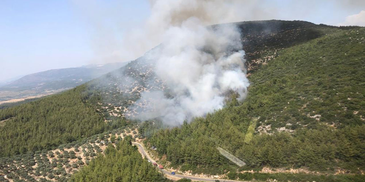 Muğla'da ormanlık alanda yangın