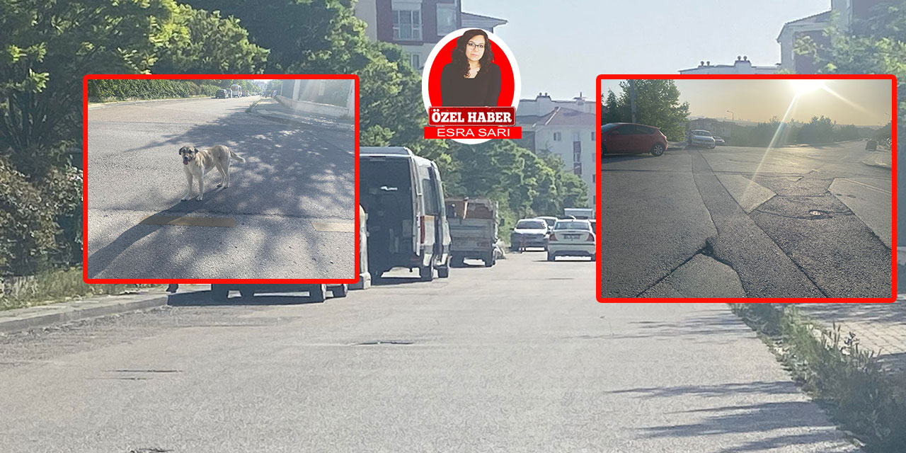 Gölbaşı’nda sahipsiz sokak hayvanı ve yol sorunu!