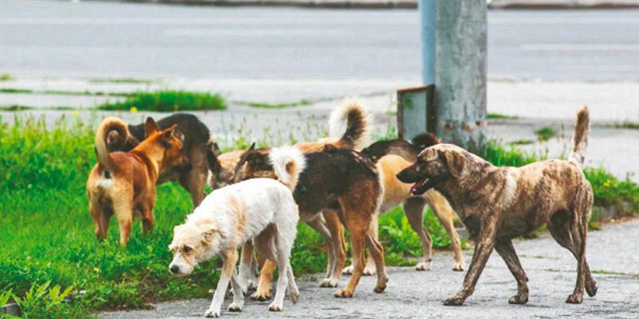 Mamak'ta köpeklerden kaçıp yola atlayan kadın canından oluyordu!