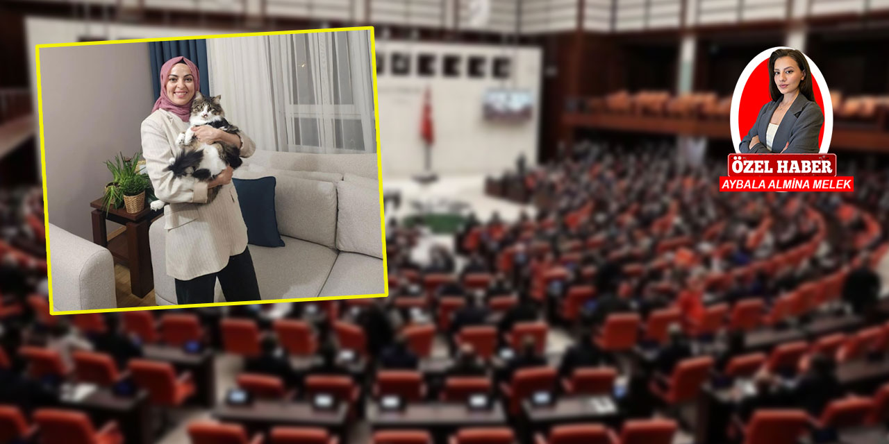 Sokak hayvanlarına yönelik düzenlemede tepkiler sürüyor: Esas sorun uygulanmayan yasalar!