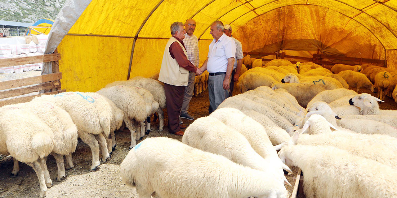 Yenimahalle'de Kurban Bayramı telaşı!