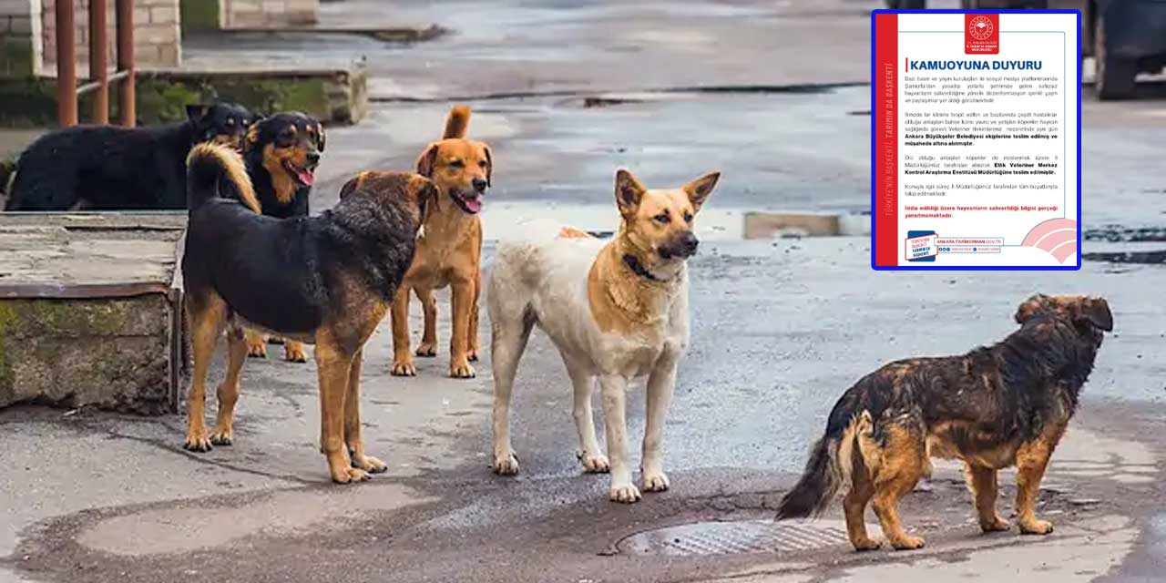 Ankara İl Tarım ve Orman Müdürlüğü, Ankara'ya getirilen hastalıklı köpeklerle ilgili açıklama yaptı, iddiaları yalanladı