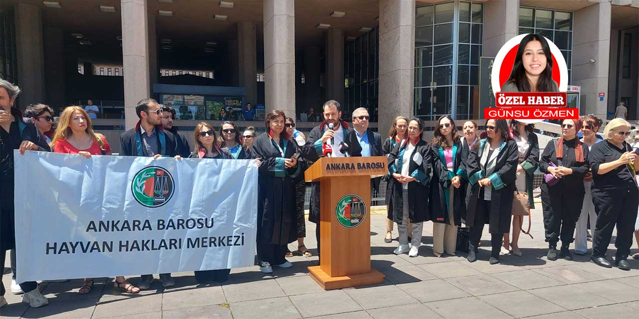 Ankara Barosu Hayvan Hakları Merkezi sahipsiz hayvanlar için çağrıda bulundu