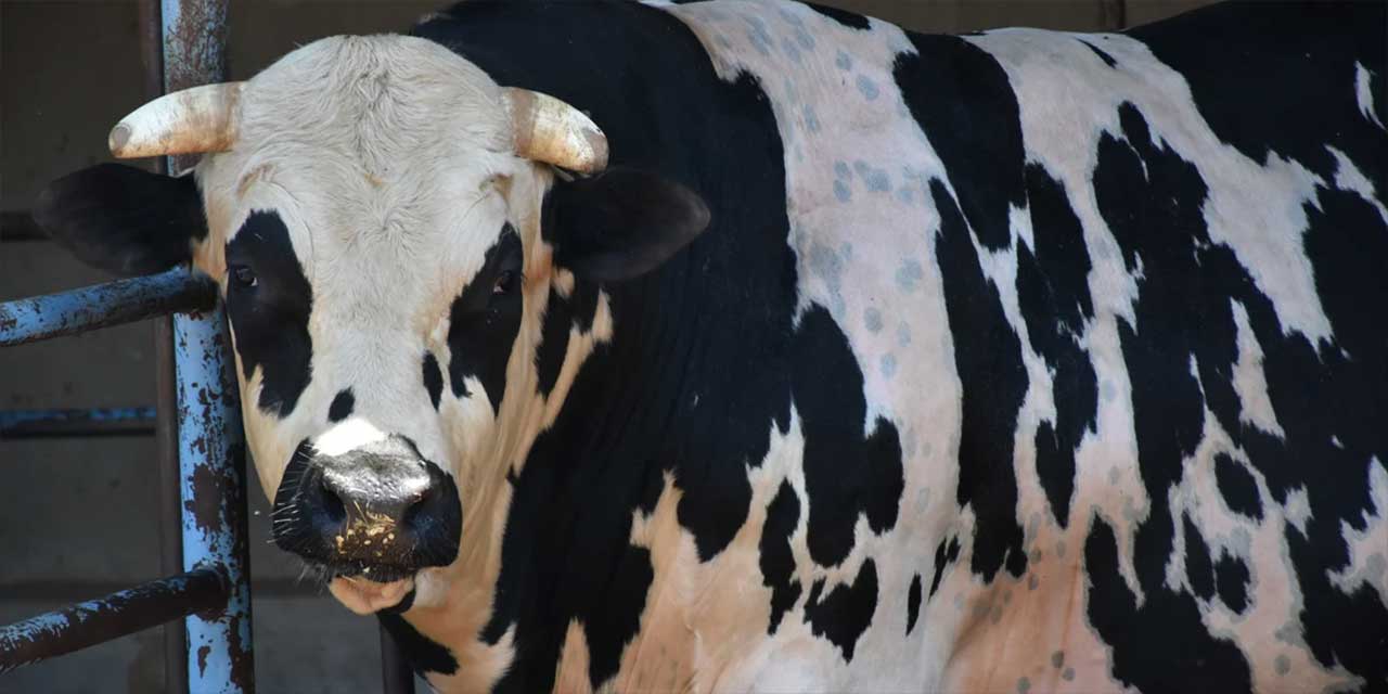 'Şampiyon', 'Kral' ve 'Paşa' adındaki tonlarca kiloluk boğalar alıcılarını bekliyor!