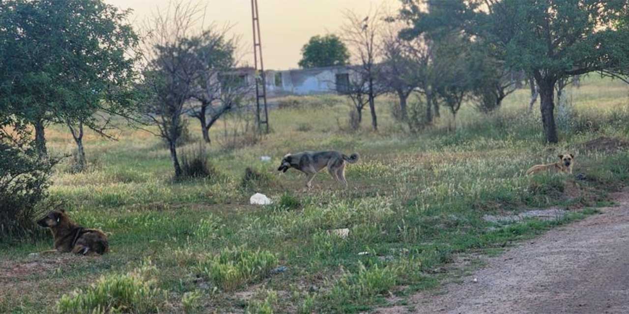 Akyurt'ta başıboş sokak köpekleri 4 koyunu telef etti!