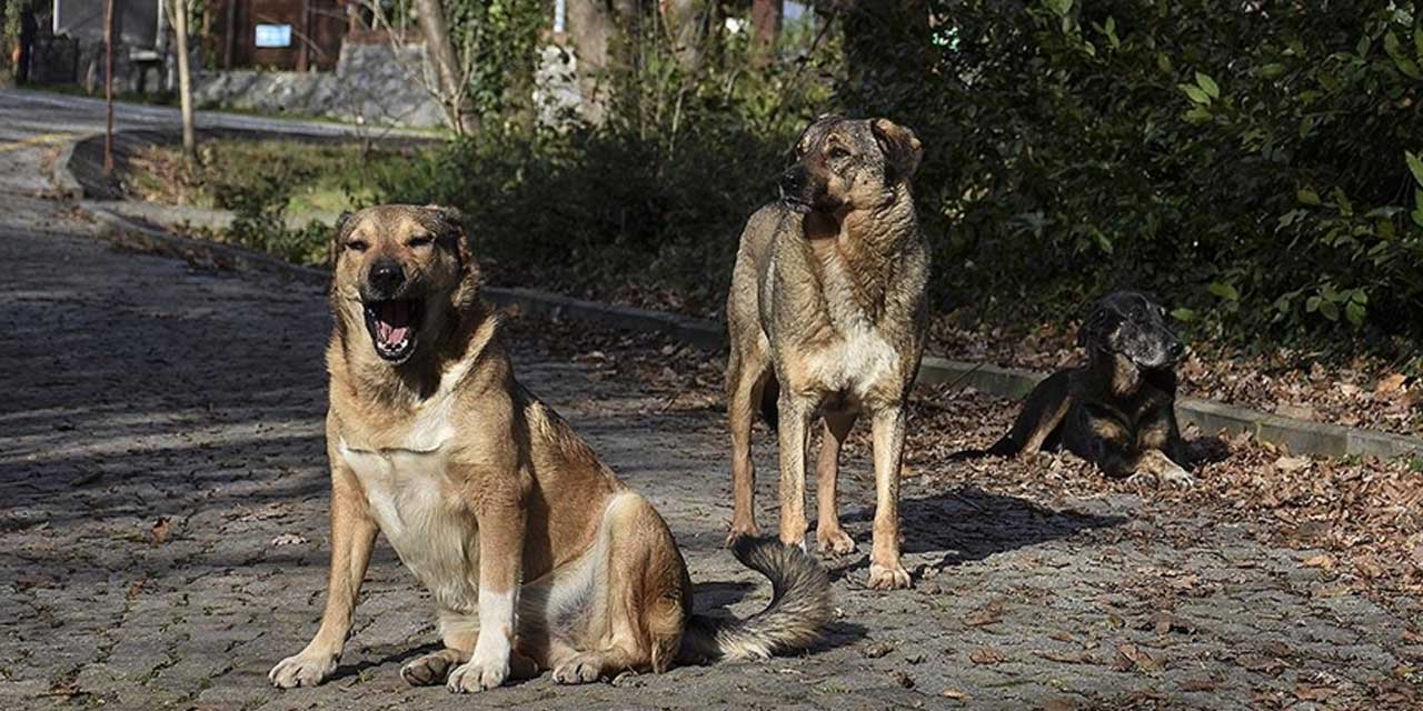 Kuduzlu köpekleri Ankara'ya taşıyanlara dava: 4 yıla kadar hapis istemi