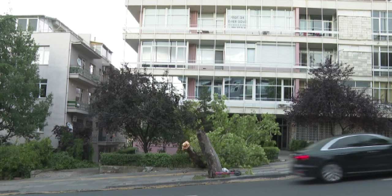 Ankara'da şiddetli yağmur sonrası ağaç devrildi