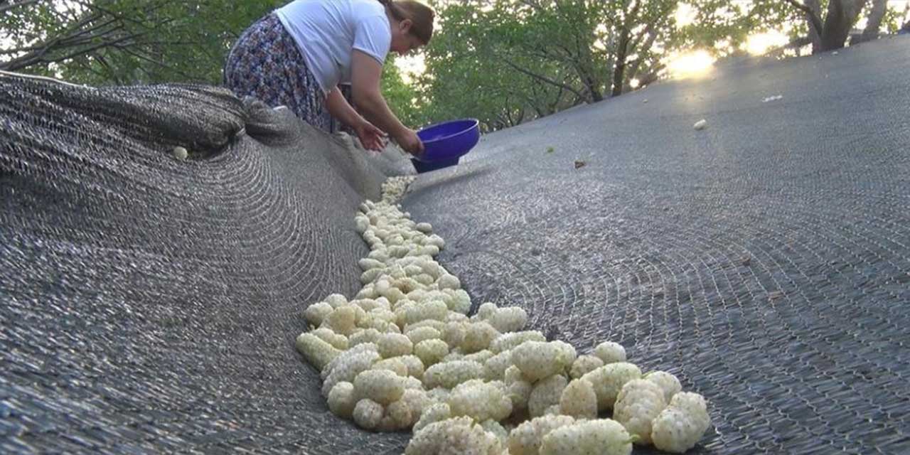 Ayaş'ta dut hasadı başladı!